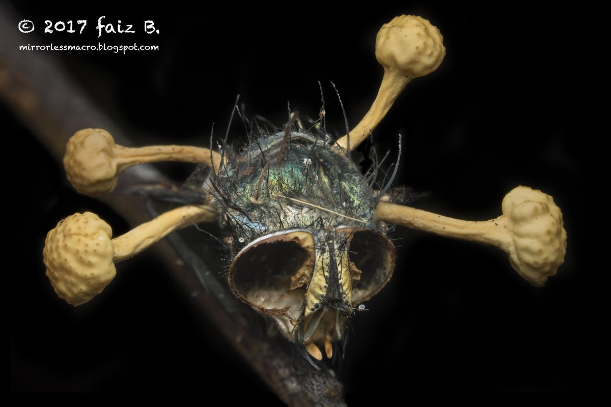 [THREAD ]A look at the many shapes of the 'bug-zombifying' cordyceps fungus 