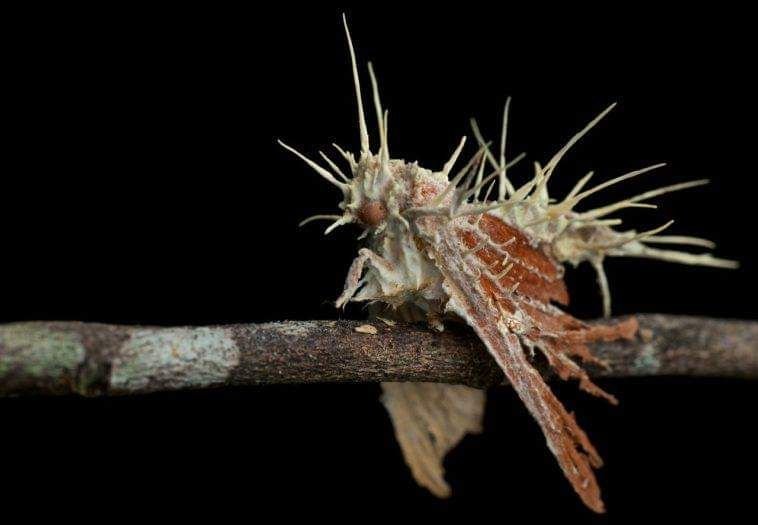 The cordyceps genus is mostly formed of entomopathogenic fungi (entoma > "bug" ; pathogenic > "bringing disease").