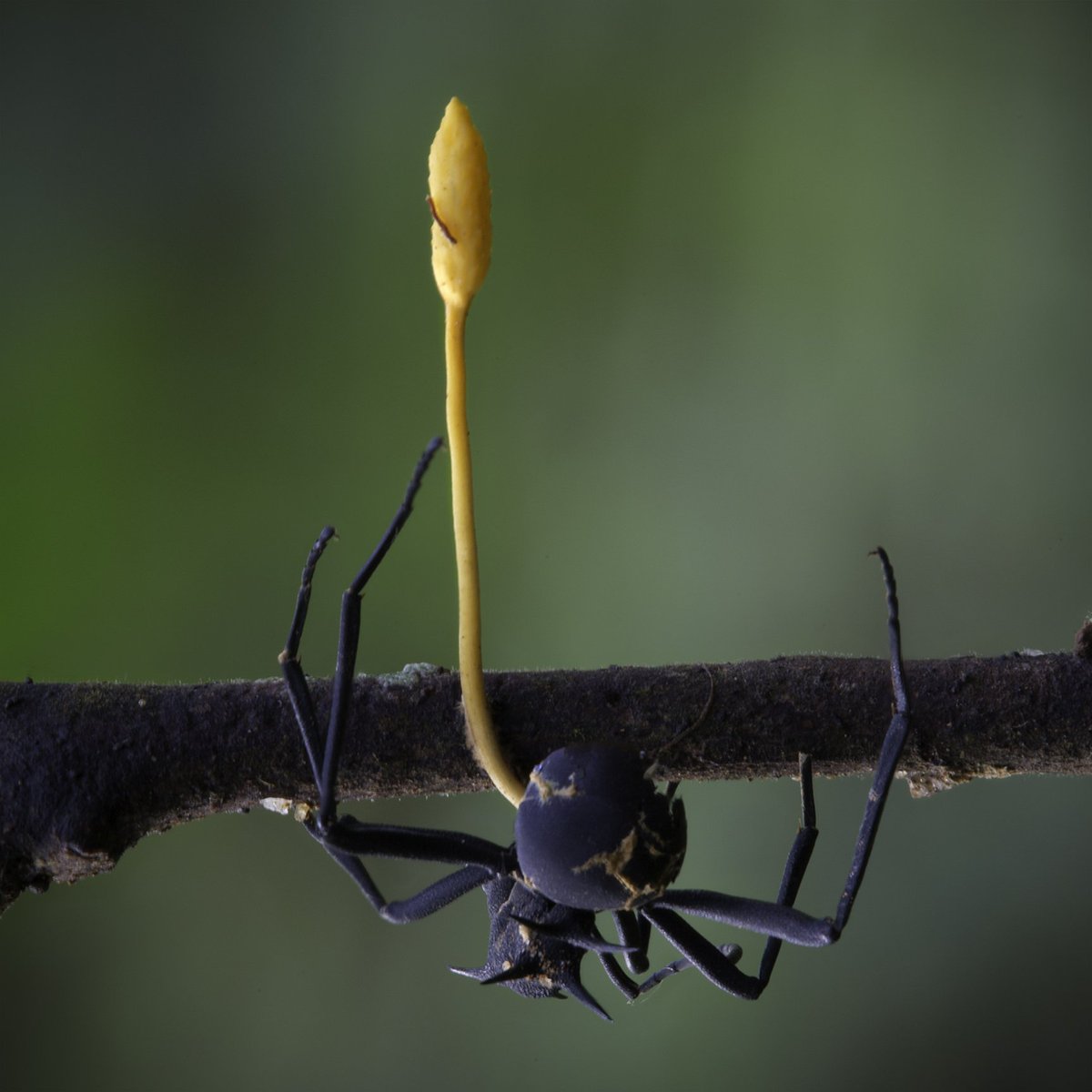 Note that each species of cordyceps has its own particular target, infecting a specific type - and often, a specific species - of insect, which explains why this dead spider won't look like this other dead tarantula.