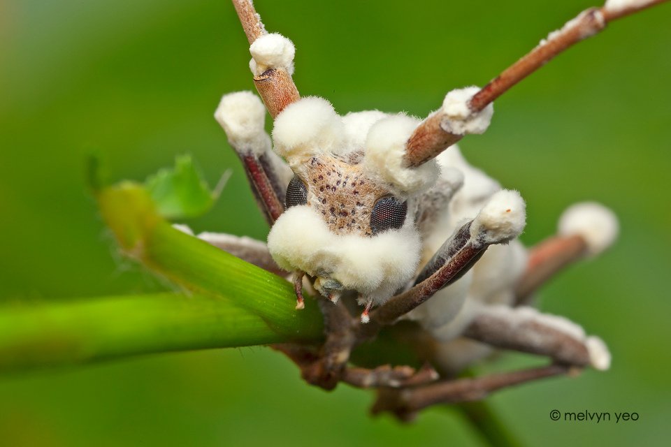 There are approximately 400 species of cordyceps in the world, a lot of which can be found in Asia and in the Amazon basin. They thrive in humid temperate and tropical forests.