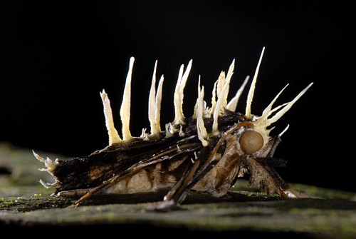 I am simply amazed by the sheer beauty and diversity of the morbid sculptures they create and thought there was no better occasion than the week of Hallows Eve to talk about this zombifying, deadly fungus.