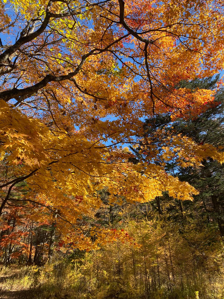じゃがバター 本日は日光に日帰りドライブ 紅葉見物 竜頭の滝周辺は木の種類が違うのか はたまた季節が先にすぎたのか 終わり気味 中尊寺湖周辺は綺麗でした じゃがバター 本日は日光に日帰りドライブ 紅葉見物 竜頭の滝周辺は木の種類が違うのか はたまた季節が先にすぎたのか 終わり気味 中尊寺湖周辺は綺麗でした