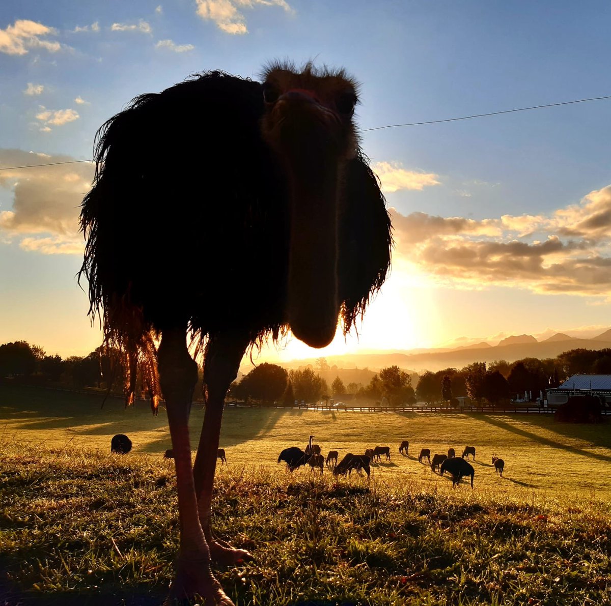 PCabarceno's tweet photo. Podría ser la sabana africana, pero no.

¡Es un espectacular amanecer en nuestro paraíso, #Cabárceno!

https://t.co/gs787dxbvq https://t.co/hD3iPyYB7v
