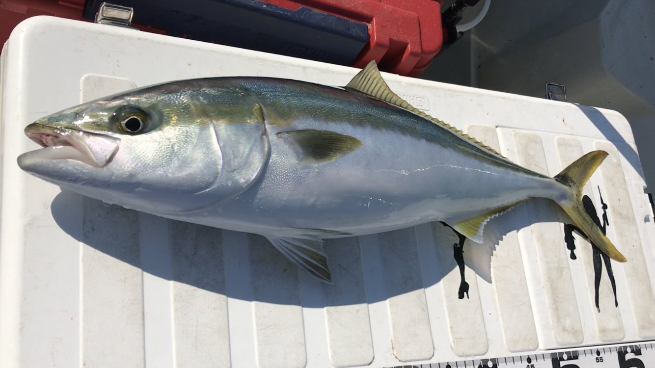 はやと はやとちゃんねる ウジ虫 デカアジ 青物 最高のわらしべ釣りでした ブリ ワラサ ハマチ 釣り シーフロッグ Seafrog ベニサシ ウジ虫 アジ 鯵 T Co Xuxlmq8p8a Twitter