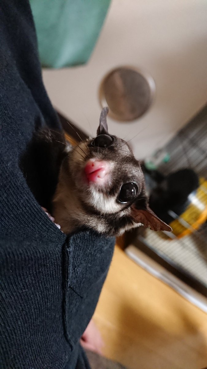 High_speckle's tweet photo. かなでとふみかは胸ポケットがお好きﾟ+｡:.ﾟ(*ﾟДﾟ*)ﾟ.:｡+ﾟ https://t.co/qMns4OMTZJ