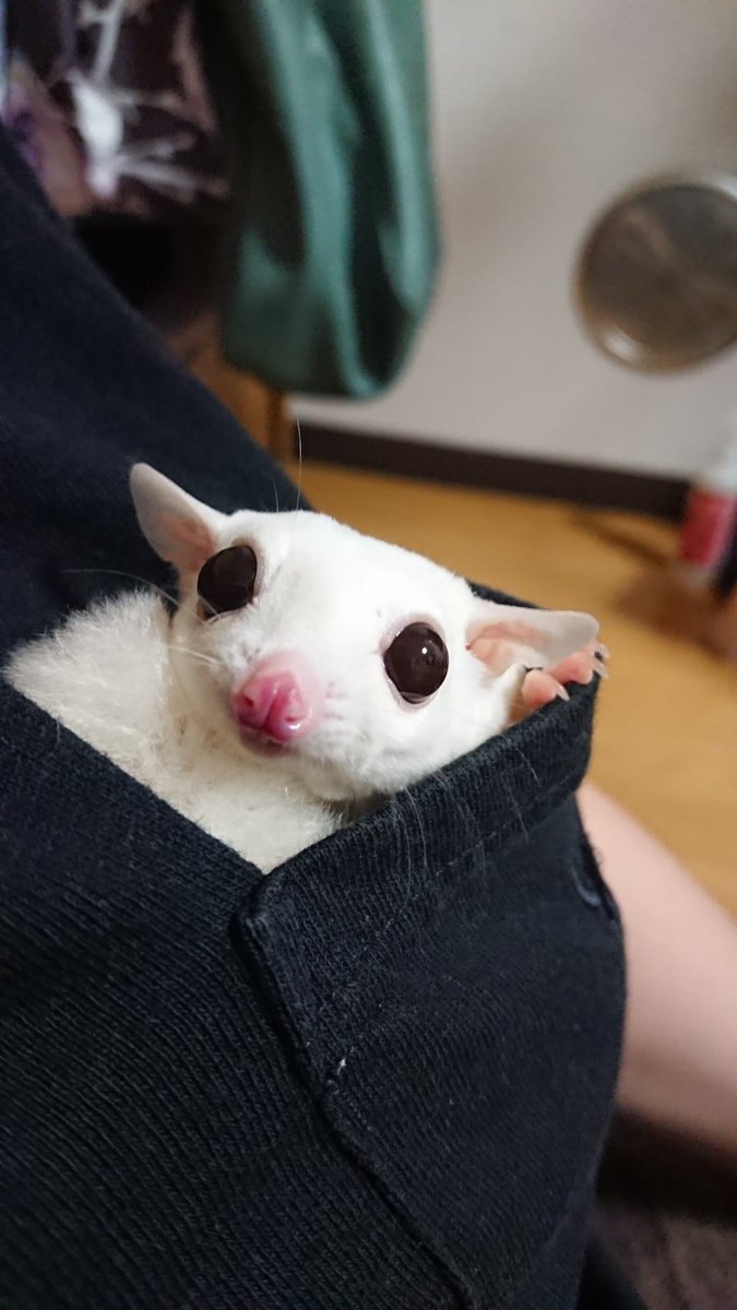 High_speckle's tweet photo. かなでとふみかは胸ポケットがお好きﾟ+｡:.ﾟ(*ﾟДﾟ*)ﾟ.:｡+ﾟ https://t.co/qMns4OMTZJ