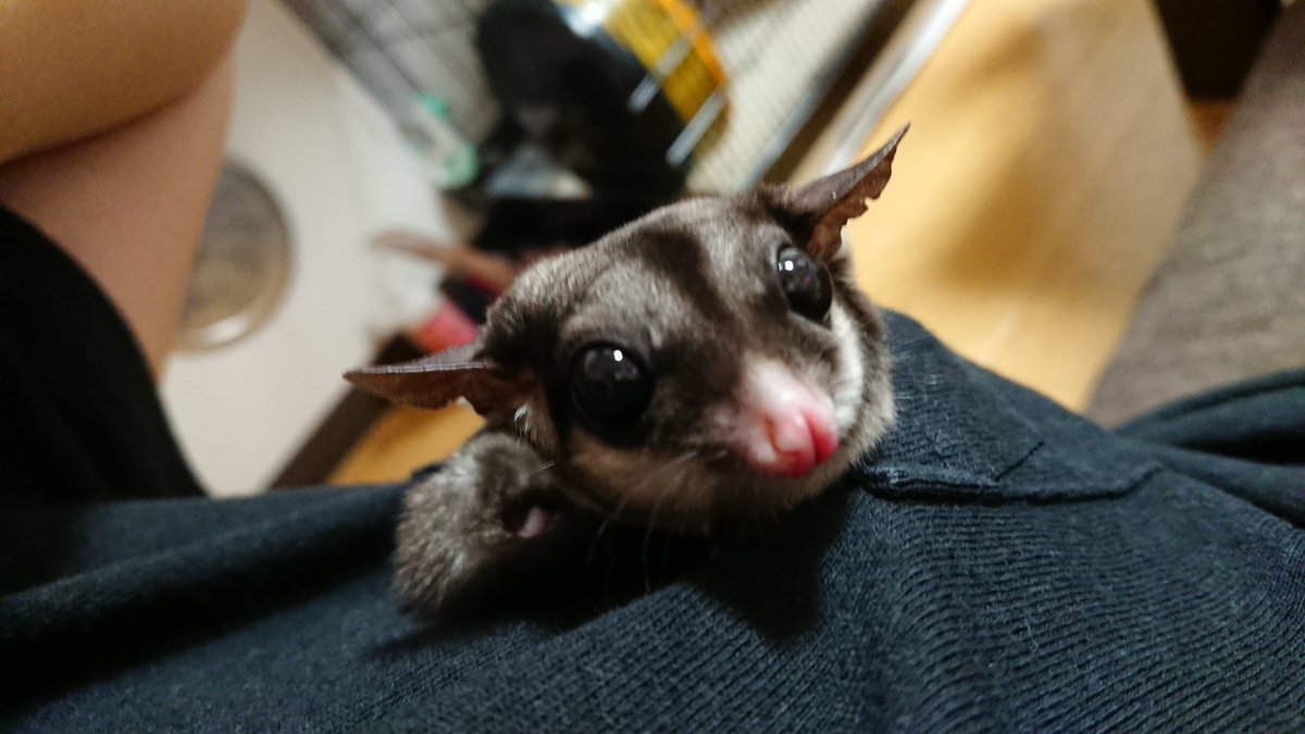 High_speckle's tweet photo. かなでとふみかは胸ポケットがお好きﾟ+｡:.ﾟ(*ﾟДﾟ*)ﾟ.:｡+ﾟ https://t.co/qMns4OMTZJ