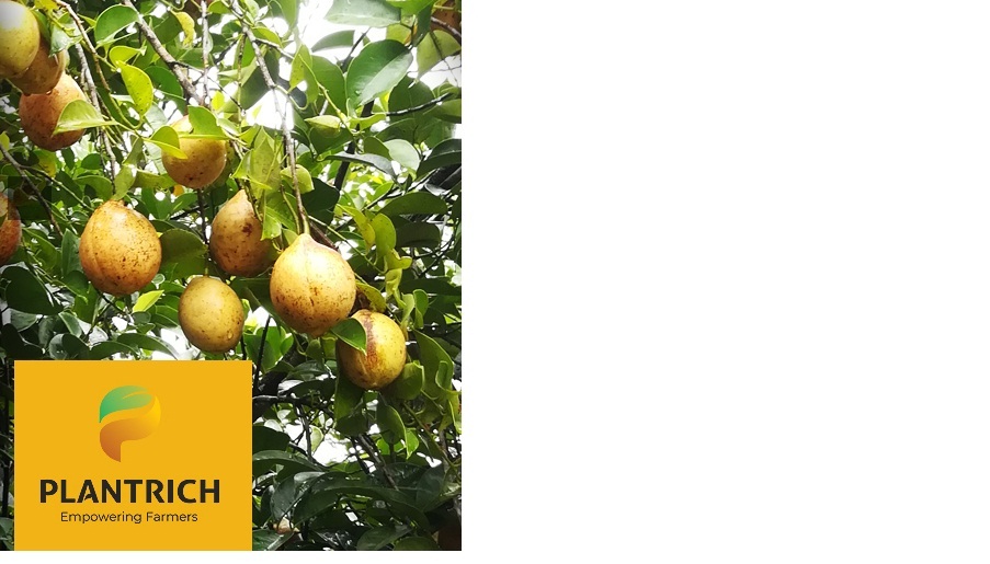 plantrich_'s tweet photo. Organic nutmeg can use as an active flavoring agent &amp; acts as a cleansing agent for human body.
Also fight various kinds of potentially harmful bacteria.   
cultivated, selected and packed, Plantrich delivers export quality Nutmeg.
For details Whatsapp /call us at +91 9745003935 https://t.co/mX8t31Fe7f