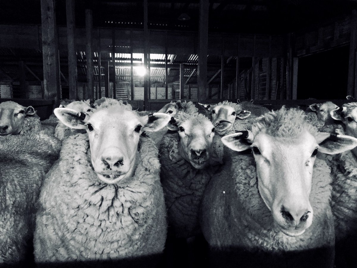 TarnawaCo's tweet photo. Looking forward to the upcoming ⁦@LambproHolbrook⁩ Primeline Ram Sale Friday 6th November. If your thinking about making a change or diversifying your sheep flock don’t miss this A+ opportunity. First to get shearing out of road 💇‍♀️ https://t.co/9jygTYUxJQ