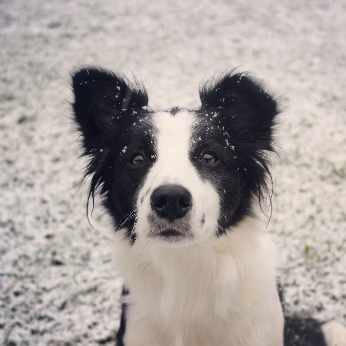 Ballogrilli's tweet photo. @Topi_the_dog Mites tuommosiin hommiin pääsee? Urapolkuvinkkejä nyt kehiin, täältä tulee seuraava Cheese Master 2021! 😆
#juusto #dogsoftwitter #dogfluencer https://t.co/YqrvOt2JQe