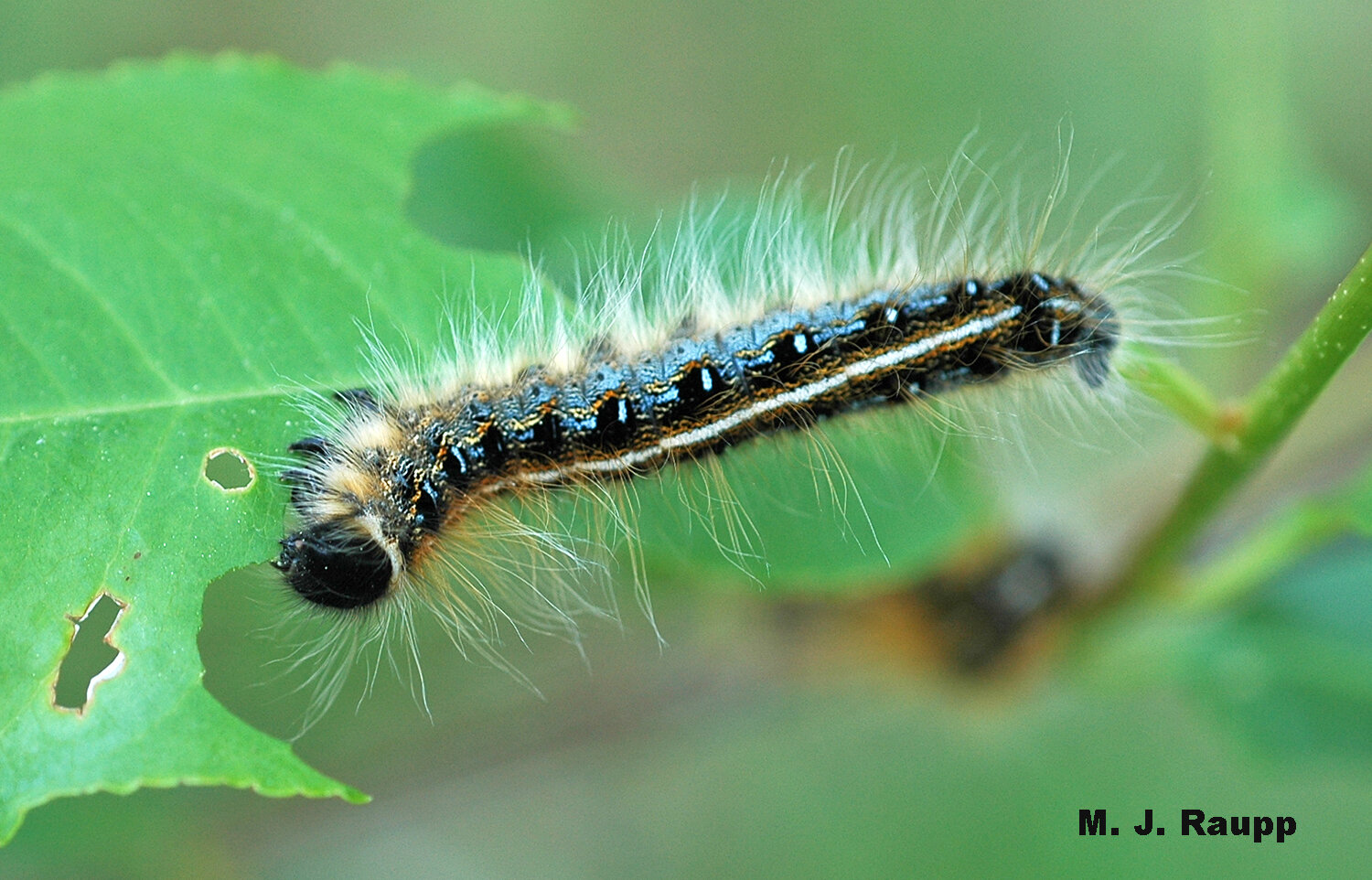 2 pic. @LeahVonNoire I like Capybaras or as I call them, Giant Guinea pigs and I found tent caterpillars cute when I lived in Virginia https://t.co/ItWA5iySbu