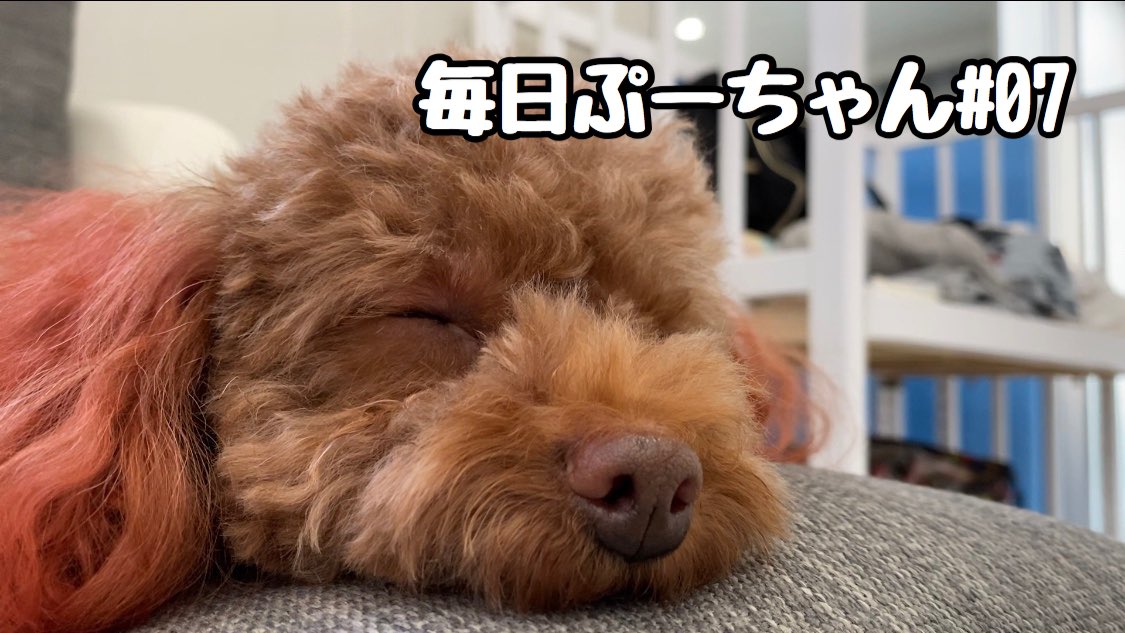 トイプードルぷー tweet media