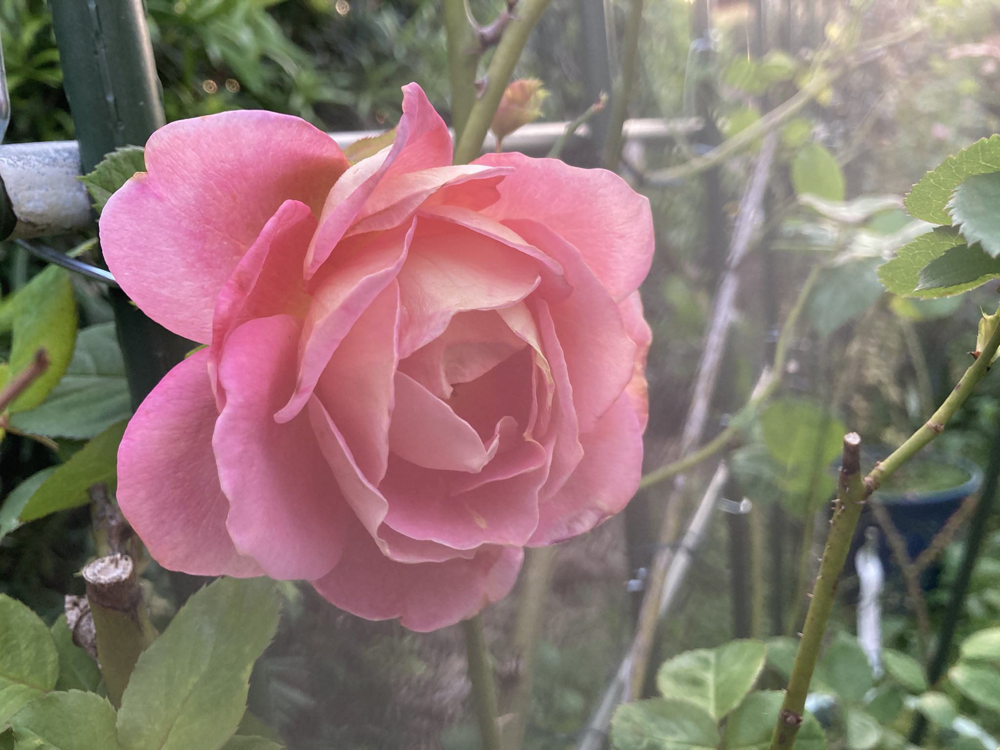 ポールセザンヌ Twitter Search Twitter