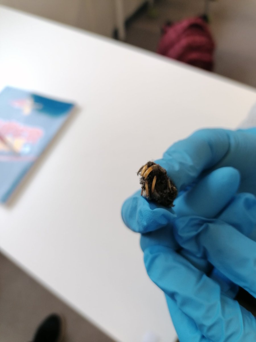 KerkuilVl's tweet photo. In de klas van juf Nancy van Basisschool Bengel in Lokeren stond onlangs een les braakballen pluizen op de agenda.
"De kinderen vonden het geweldig leuk om te doen en ze waren laaiend enthousiast."
@KerkuilVl https://t.co/fg6M0ehJLM