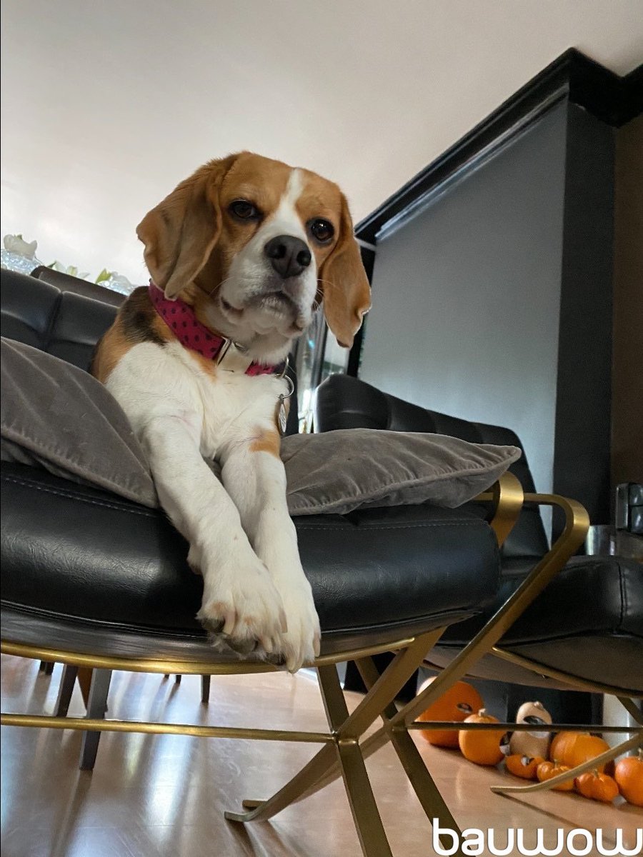 Skylar: My sissy’s view of me when she is doing her yoga  #PetsOfBauwow #TheDailyBark

Join Bauwow 👉 onelink.to/s26zbc