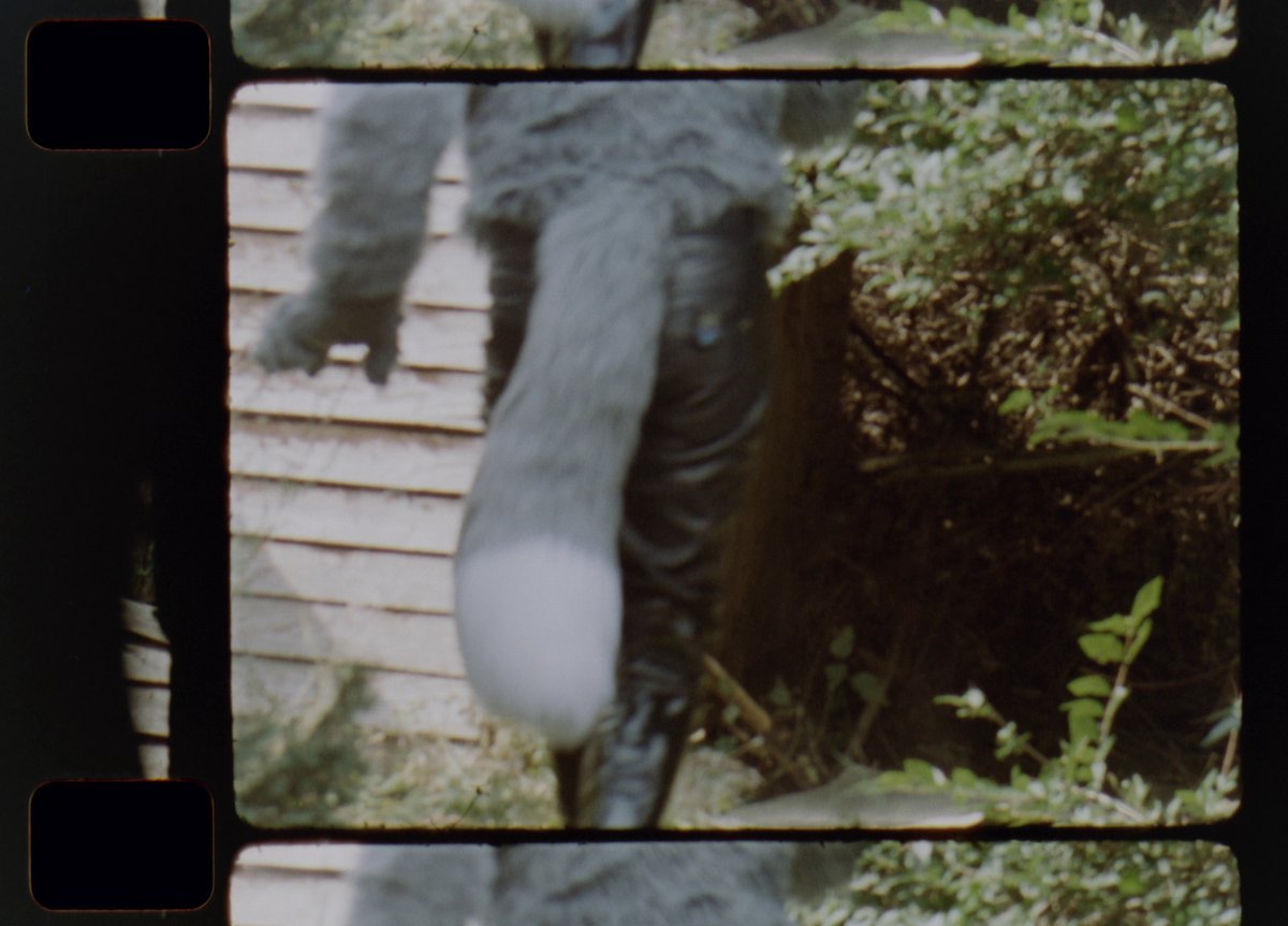 tapewolf's tweet photo. @RaighoHusky Now do all that on a 16mm K3 which only runs for 25 seconds per shot and you have to wait a few weeks to find out if any of it worked at all, and the fun is doubled! #outtake #fursuitproblems https://t.co/XQyIyMh8TT