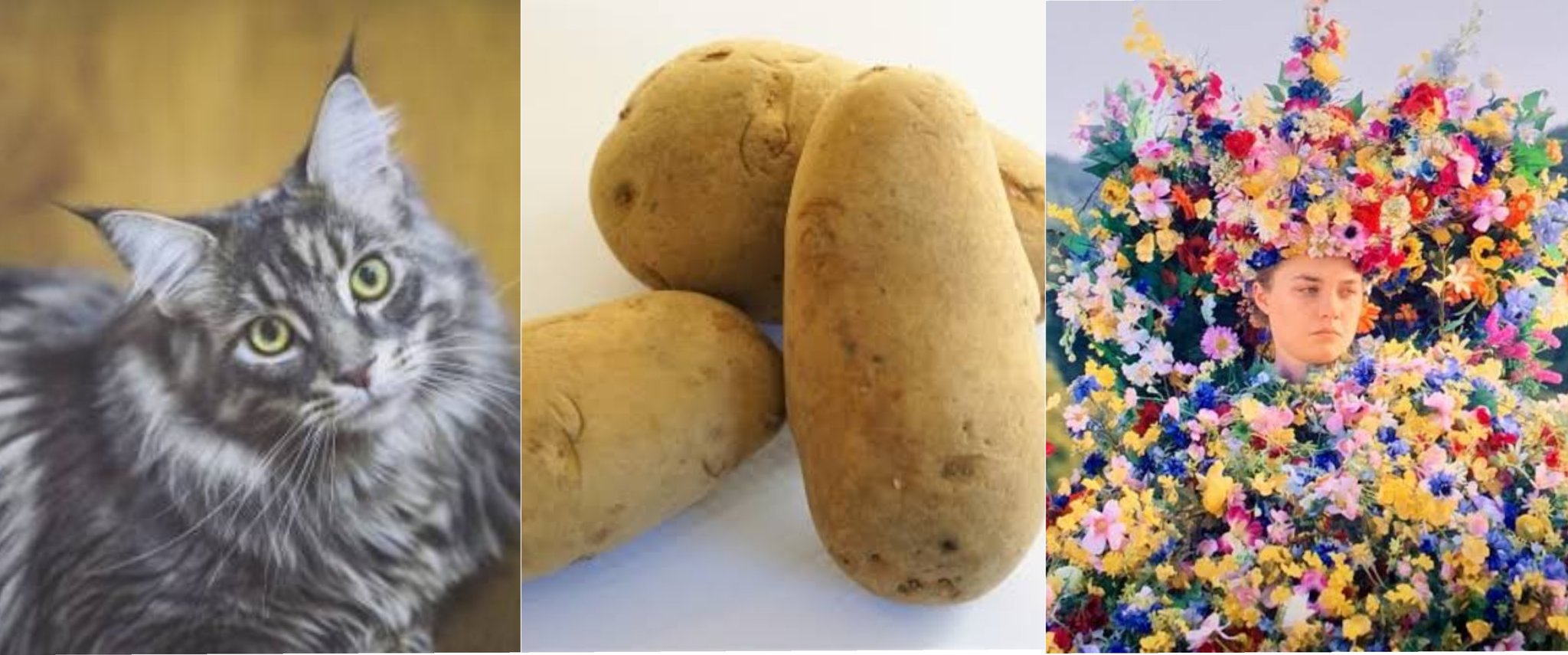 ﾉﾚナ Auf Twitter 左からメインクーン メークイン メイクイーンです とフザケたことを言うためにじゃがいもの品種について調べていたら メークインの語源がmay Queenだということを知りひとつ賢くなりました T Co Qqrgbqqboa T Co U5mfjn1oqh