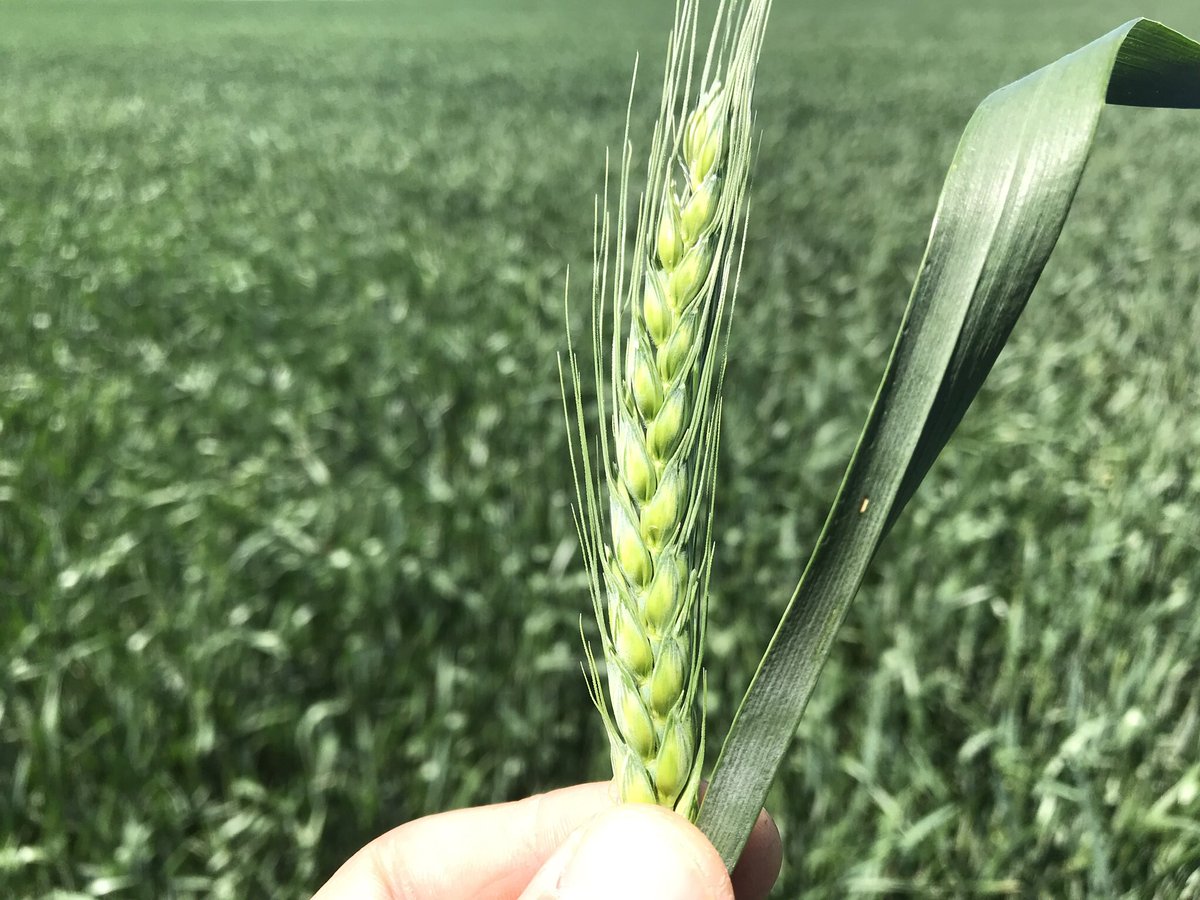 admfmadero's tweet photo. Q lindo esta el trigo! Perdimos el 5% x lluvias... pero la media loma está espectacular.. N680 @nideraseeds 

#trigo #nideraseeds #n680 #campo #campoargentino https://t.co/Na9Ly6sWBP