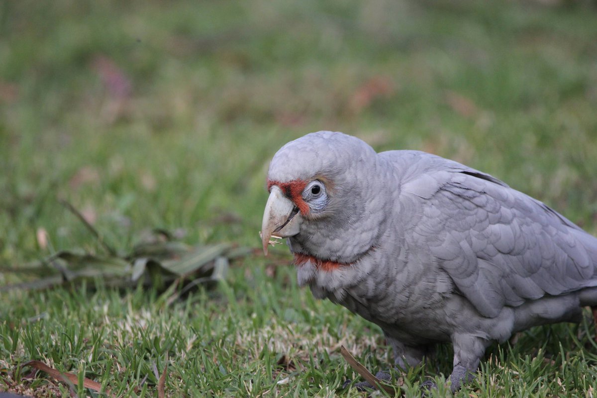 ZacBlakemore's tweet photo. @Twitchathon I got a twitcher tip that you may be able to help with these guys. What’s going on with grey Long-billed Corellas in Melbourne!? https://t.co/6B0W4LQCBU