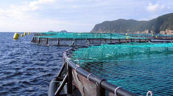 IPacuicultura's tweet photo. El Centro Tecnológico de Acuicultura @Ctaqua_CT desarrollará un tratamiento #antifouling para viveros flotantes de #acuicultura marina  https://t.co/ISvQWOLRlN
Lo hará en el marco del proyecto #FOULACTIVE financiado por @FBiodiversidad  en el marco del Programa #pleamar https://t.co/JlriFQSsmY