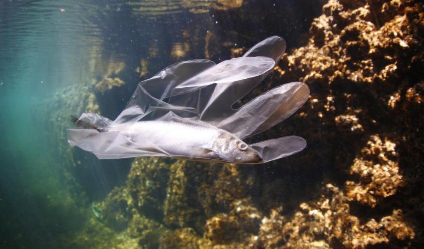 Nuovo report #IUCN <a href="/EnviroAction/">Environmental Action</a> 'Mare plasticum': ogni anno finiscono in #Mediterraneo quasi 230mila tonnellate di #plastica
L'Italia, con le sue 34mila tonnellate, è il 2° paese responsabile di #inquinamento dopo l'Egitto 
Non vogliamo un #mare con più plastica che #pesci🐟🐬🦀