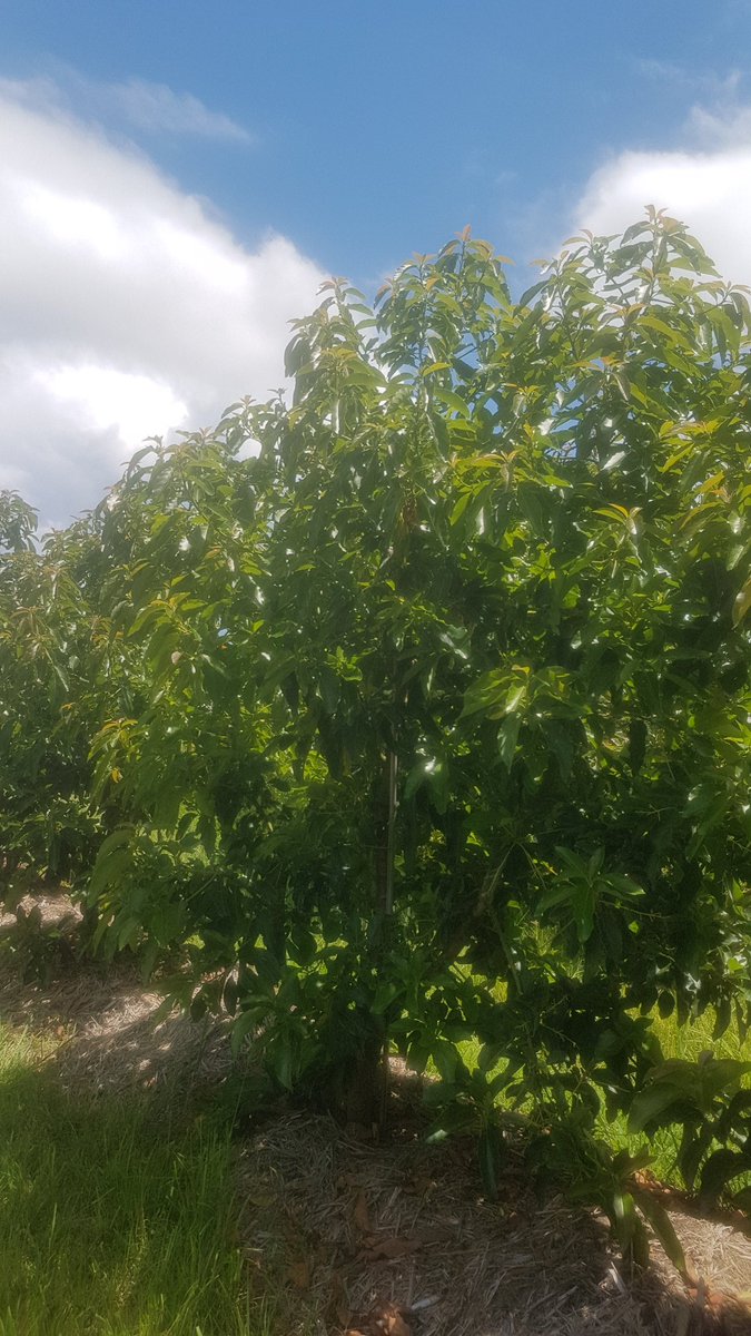 Jayeni Hiti-Bandaralage 🥑 tweet media