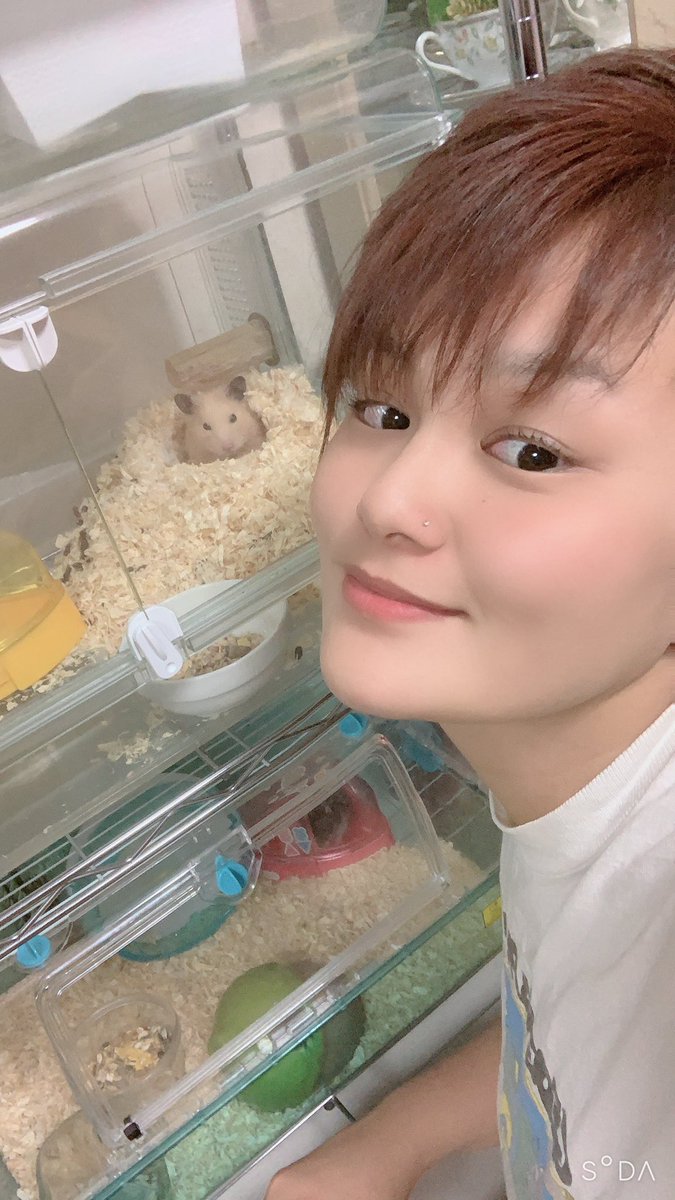 実は動物アレルギー持ちの私でも 飼える動物がいたんです この子達だけはアレルギー反応が出ず 安心して触れ合える 嬉しい 愛する私の癒しはキンクマハムスターの リプトンくん あだ名 ぷぷちん ツイレポ