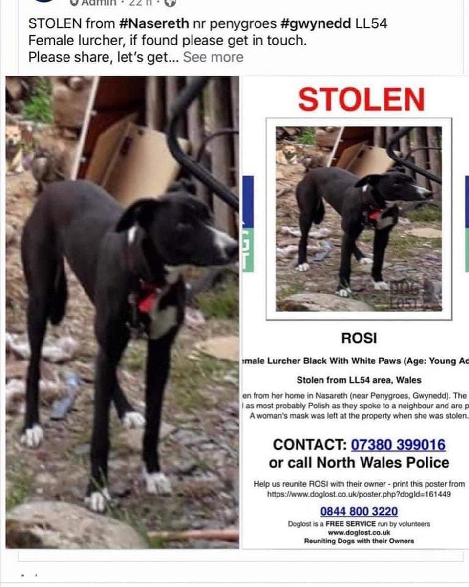 molliepug2's tweet photo. 🆘💕🆘 #ROSI #STOLEN 22/10/2020 #Nasareth #Penygroes nr #Caernarfon #Gwynedd #NorthWales Anyone recognise these two?
COPIED from #crimewatch #dogsonthestreets #WALES
Urgent share this all over please this little girl needs to be home they took her and left 2 other dogs https://t.co/nEYFWhaW4Z