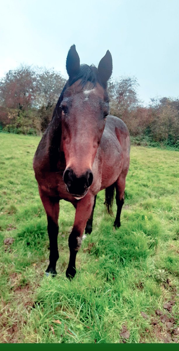 BeckyBrisbourne's tweet photo. Today really is the end of horse racing at Ness Strange Stables as I picked up the legend that is Adobe to come and live with me, at the age of 25 he is still full of character and looking great ❤ #Adobe #markbrisbourneracing @GeorgeENB1982 https://t.co/5CY9E7ulp4
