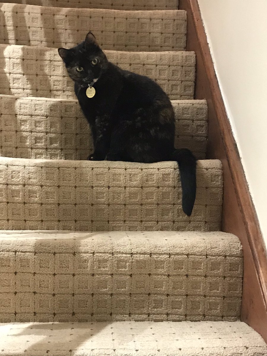 Moninitmog's tweet photo. Yay to #NationalCatDay https://t.co/dVH9wXfxpg