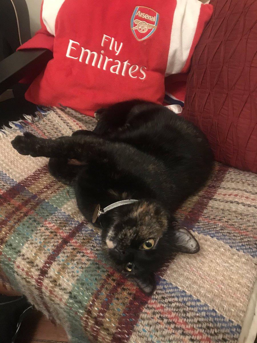 Moninitmog's tweet photo. Yay to #NationalCatDay https://t.co/dVH9wXfxpg