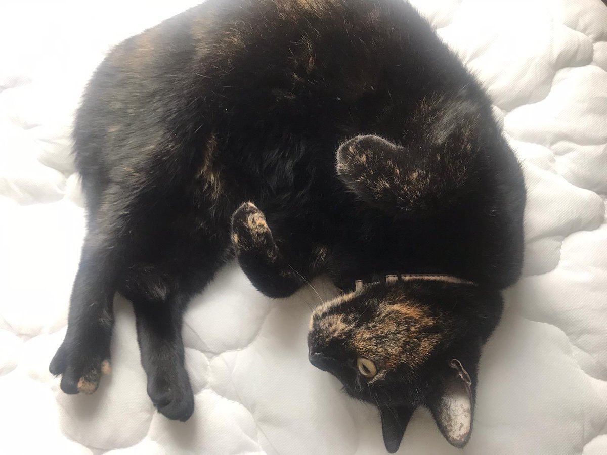 Moninitmog's tweet photo. Yay to #NationalCatDay https://t.co/dVH9wXfxpg