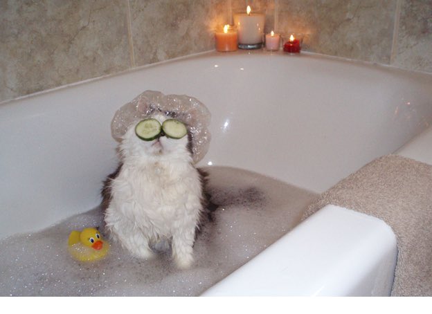 Drewanimal1's tweet photo. I like to wash 🧽 
.
Cat owner: unknown 
.
.

#cat #kitten #kitty #animal #fun #illustration #art #purr #interesting #design #creativity #paint #drawing #creative #artist #sketch #graphicdesign #drawcats #animaldraw #cute #cuteanimals https://t.co/Qmc7qj4BtP
