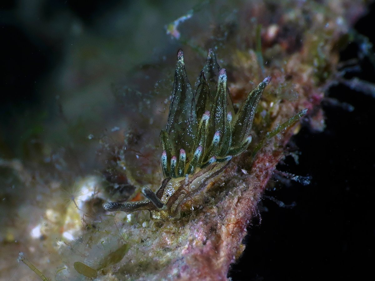 Primo avvistamento per il Golfo di #Trieste del raro nudibranco “Aplysiopsis elegans”, immortalato in Riserva dai subacquei dell'<a href="/AMPMIRAMARE/">AMP MIRAMARE</a>. Attualmente le specie censite nel Golfo sono circa un centinaio e ogni anno ne vengono identificate 3-4 di nuove. Foto di <a href="/saulinux/">Saul Ciriaco</a>