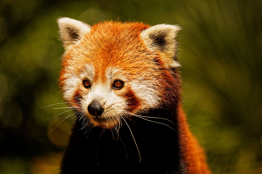 Parc Animalier des Pyrénées tweet media