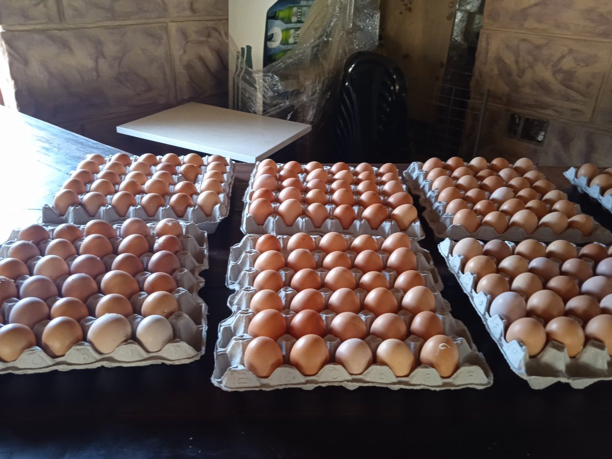 egg seller tweet media