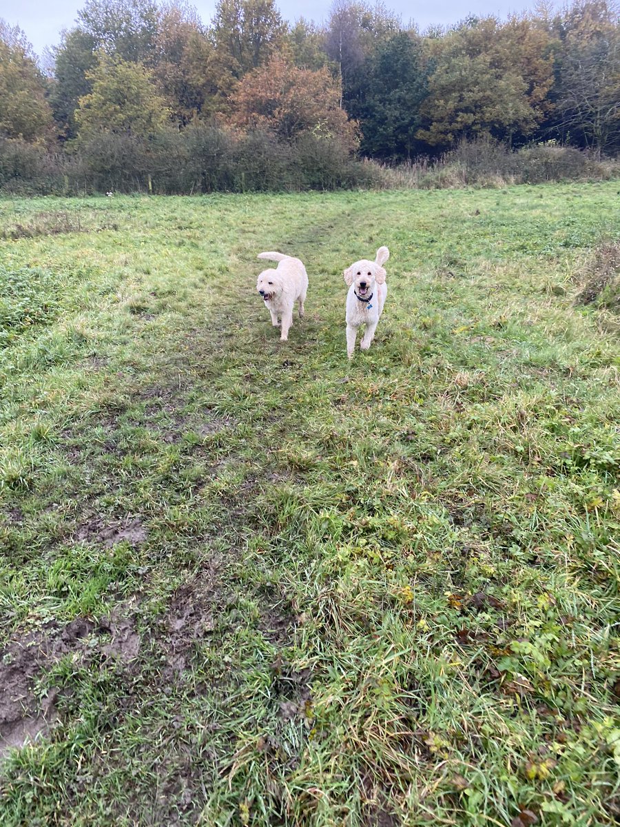 stucooper73's tweet photo. Nice walk out with my boys #Lashingdown https://t.co/xx4oBe4gpn