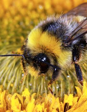 DesherbageBayer's tweet photo. 🌱 [#AgricultureDurable] 🐝
🤓 La balance électronique connectée, kezako ❓👀

Depuis 5️⃣ ans, @Bayer_FR réalise des suivis de #ruchers à l’aide de ces balances. Elles enregistrent, en temps réel, le poids des ruches durant toute la saison apicole.  ⤵️

🔗 https://t.co/DdxsZa8QSg https://t.co/MIIRjUvGC3