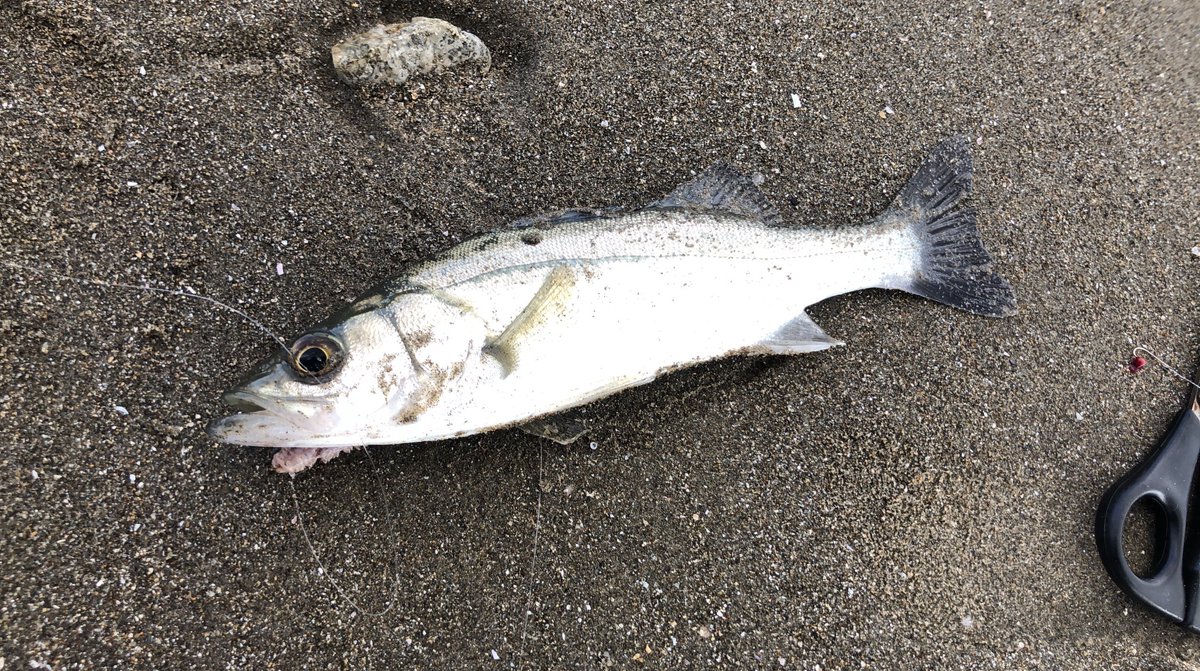 富山犬 数日前の国分浜にて キス釣り楽しもうと思ったら予想外の獲物がきました 国分浜 富山犬 数日前の国分浜にて キス釣り楽しもうと思ったら予想外の獲物がきました 国分浜