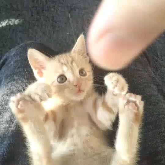 MboySato's tweet photo. やんちゃ坊主、元気すぎ💦 #ねこすた #猫 #ねこ https://t.co/YCR7fOrld1 https://t.co/NBxswlaQE9