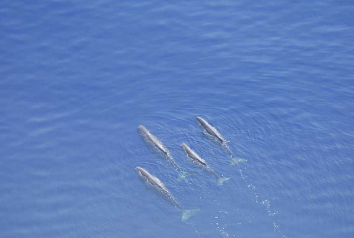 ISPRA_Press's tweet image. 🛩️In volo tra Palermo e Cagliari per osservare il tratto di mare compreso tra le due isole. 
🐢🐬🐳Alla ricerca di cetacei, tartarughe e altri megavertebrati marini, per fare una stima numerica della loro presenza nei nostri mari.
#Strategiamarina 

bit.ly/3myNvdk