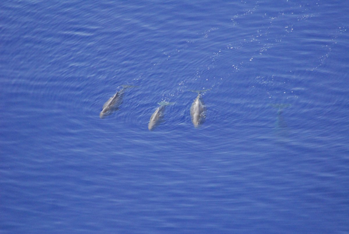 ISPRA_Press's tweet image. 🛩️In volo tra Palermo e Cagliari per osservare il tratto di mare compreso tra le due isole. 
🐢🐬🐳Alla ricerca di cetacei, tartarughe e altri megavertebrati marini, per fare una stima numerica della loro presenza nei nostri mari.
#Strategiamarina 

bit.ly/3myNvdk