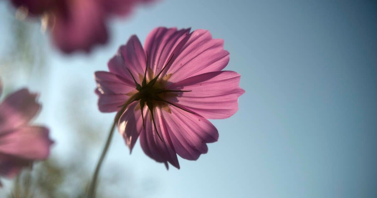 #TBT to a great group of residents here in #Bloordale who have taken the time and dedication to spruce up their laneway and name it: 

buff.ly/3ktOX0c