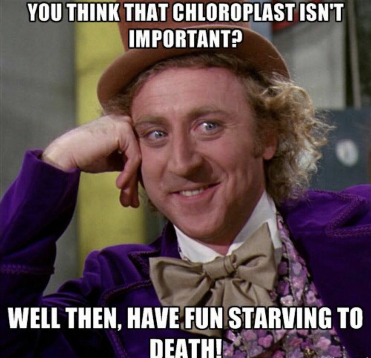 _mrchloroplast's tweet photo. Don’t sleep on the CHLOROPLASTS!!! @SICPLum https://t.co/LVTCIhHASy