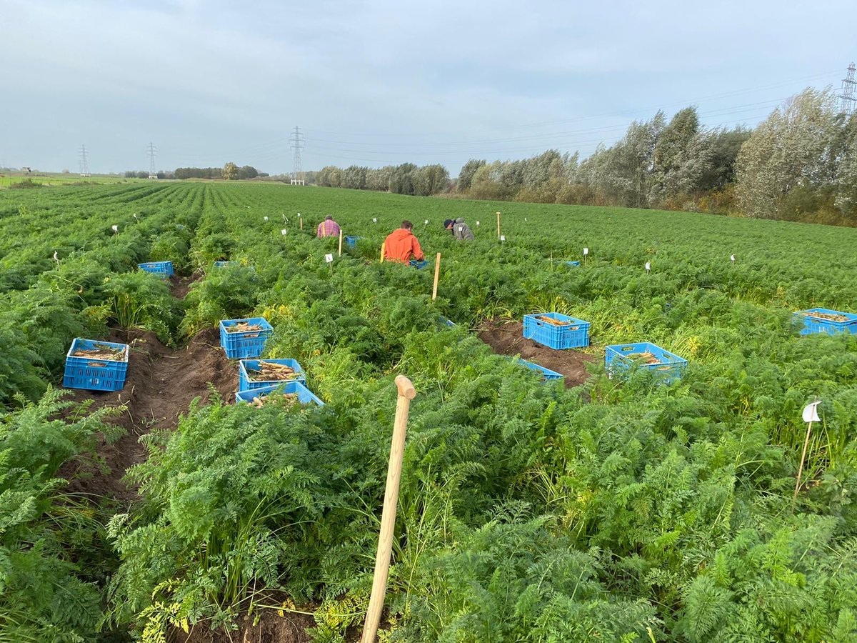 Nog volop bezig in het veld met oogstwerkzaamheden van proeven. Vandaag in de wortelen met het team van <a href="/JorisGiesen/">Giesen Crop Research🚜</a> 👍💪.