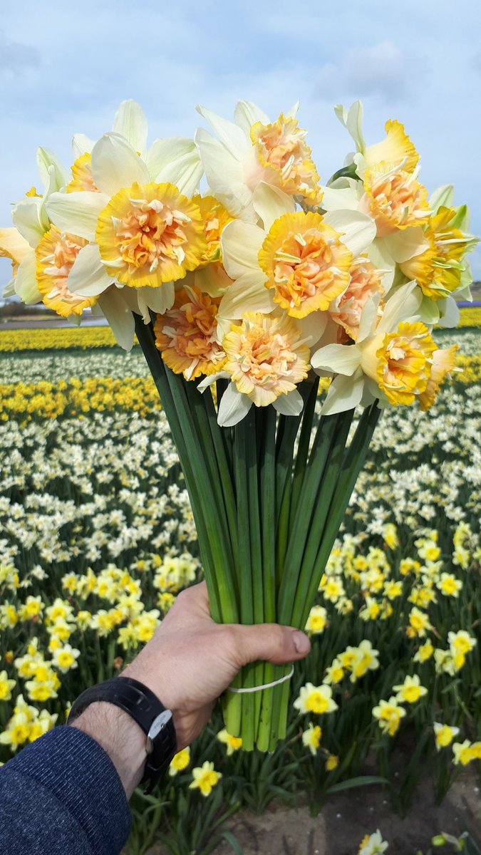 A nice bunch of Petit Four, a personal favourite! This variety definitely has the WOW factor with its very unusual frilled double trumpet. #183varieties #daffodils #ppennings #holland #springflowers #springbulbs #plantingtime