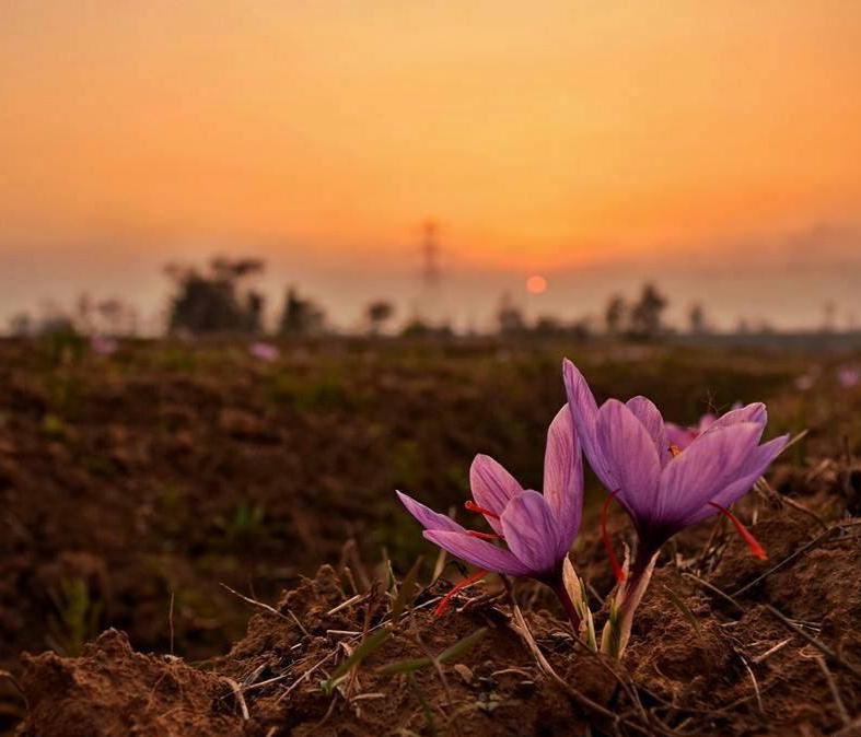 IndiainSL's tweet photo. According to legend a Buddhist Missionary Madhyantika was sent to #Kashmir in 5th century BC. Upon his arrival he seemingly sowed the first Kashmiri saffron crop. Kashmir Saffron received a GI tag recently for its outstanding quality & exceptional aroma #OneYearOfDevelopment #lka https://t.co/jjxY0dXxzo