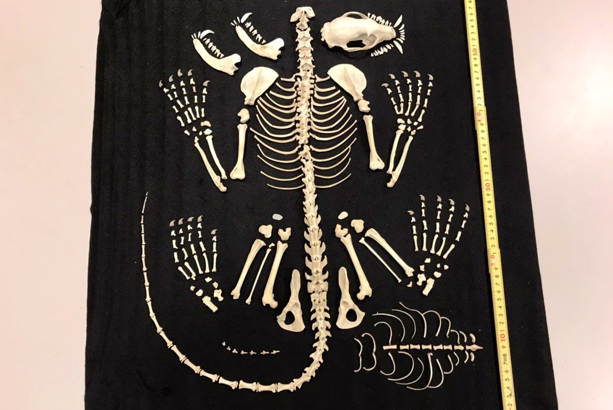 シ*ナ様 【美品】本物ハクビシン 全身骨格標本作成キット シ*ナ様 【美品】本物ハクビシン 全身骨格標本作成キット シ*ナ