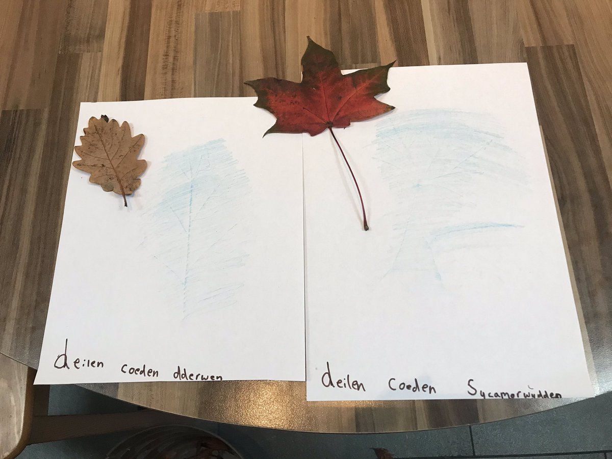 Wedi mwynhau defnyddio dail yr Hydref i greu delweddau heddiw. Diolch <a href="/YGBrynsierfel/">YG Brynsierfel</a> 🍁🍂🍁🍂