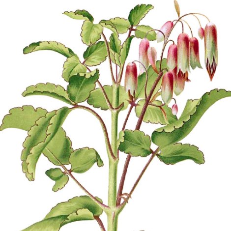 ベンケイソウのtwitterイラスト検索結果